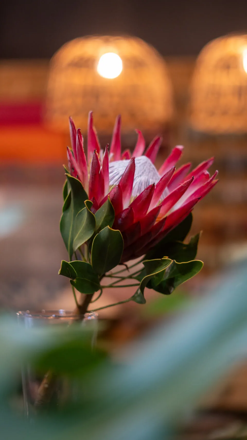 Pink proteas arranged on a table in warm light.